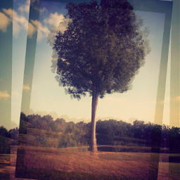 old photo photography summer vintage tree nature
