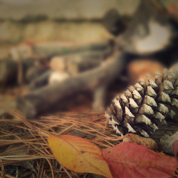 photography sepia autumn pine cone wood