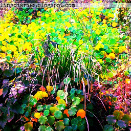 color splash colorful nature photography photostory