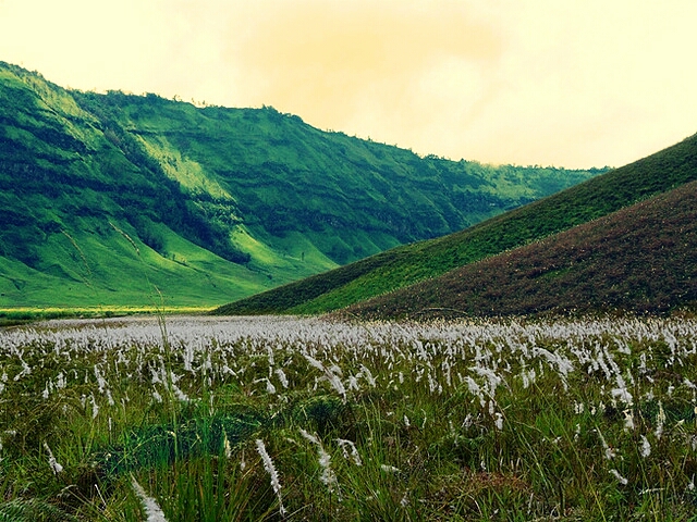 Download 6400 Koleksi Background Anime Padang Rumput Paling Keren